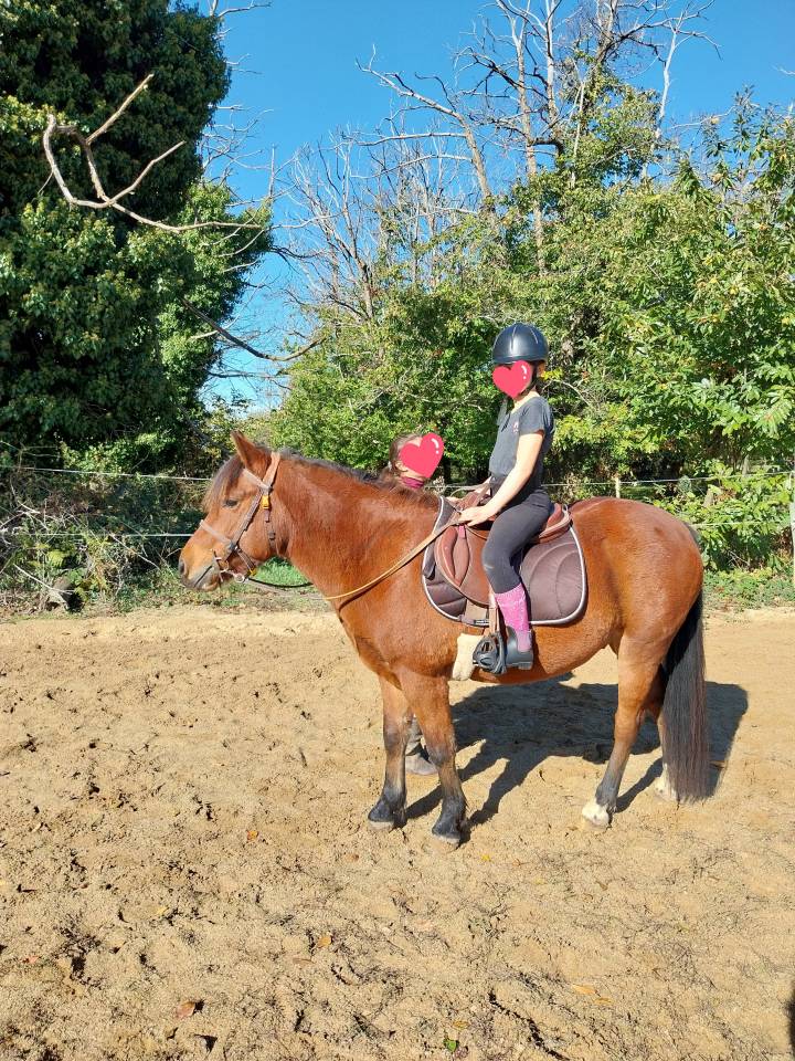 Poney Pottok 6 ans
