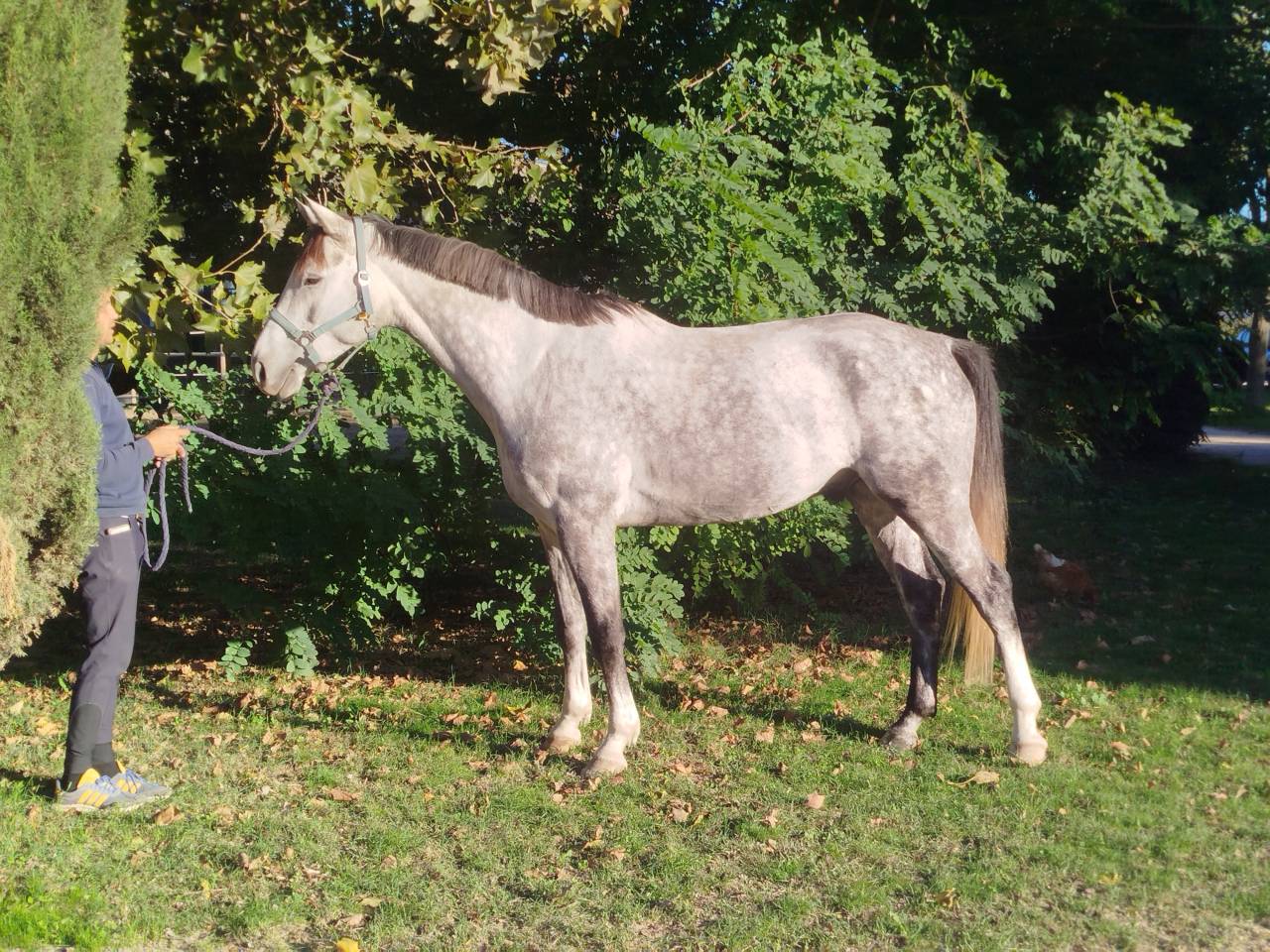 Hongre 6ans class&eacute; 125