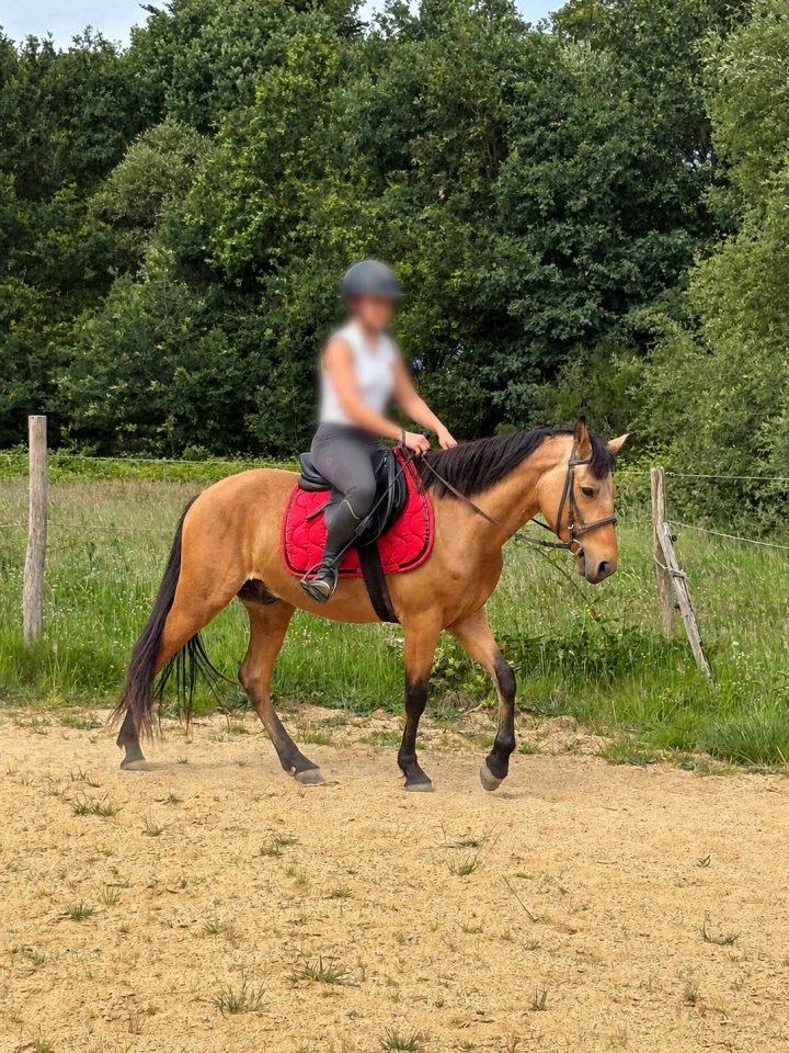 Poney Fran&ccedil;ais de Selle 
