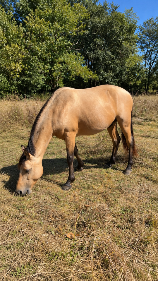 Poney Fran&ccedil;ais de Selle 