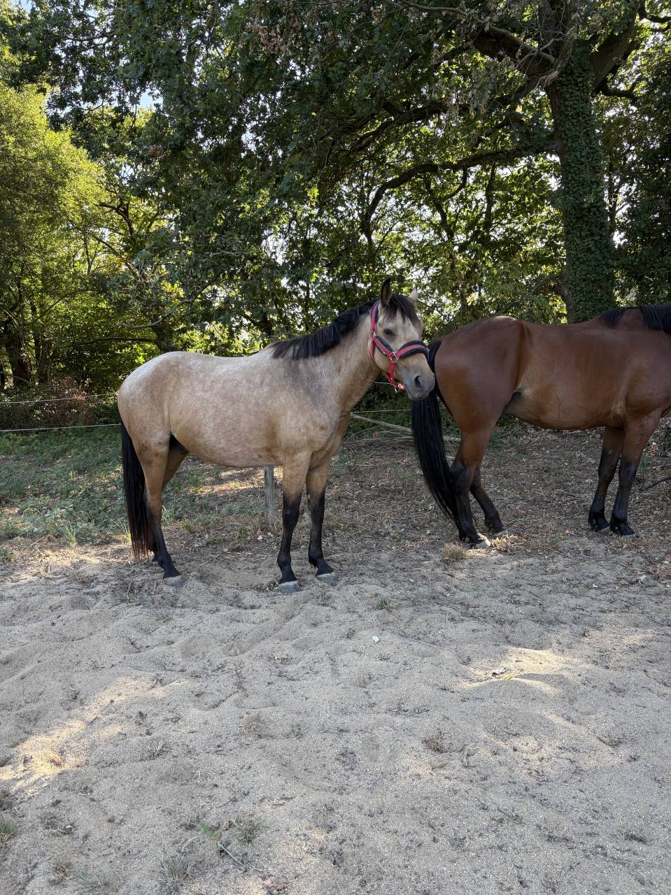 Poney Fran&ccedil;ais de Selle 