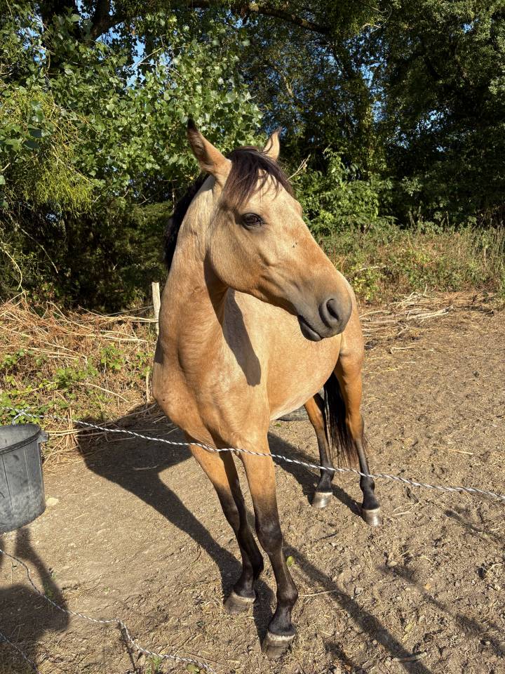 Poney Fran&ccedil;ais de Selle 