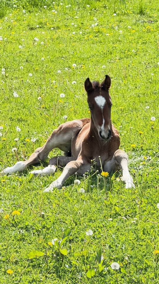 Poulain Qlassic X Qaprice Boismargot 