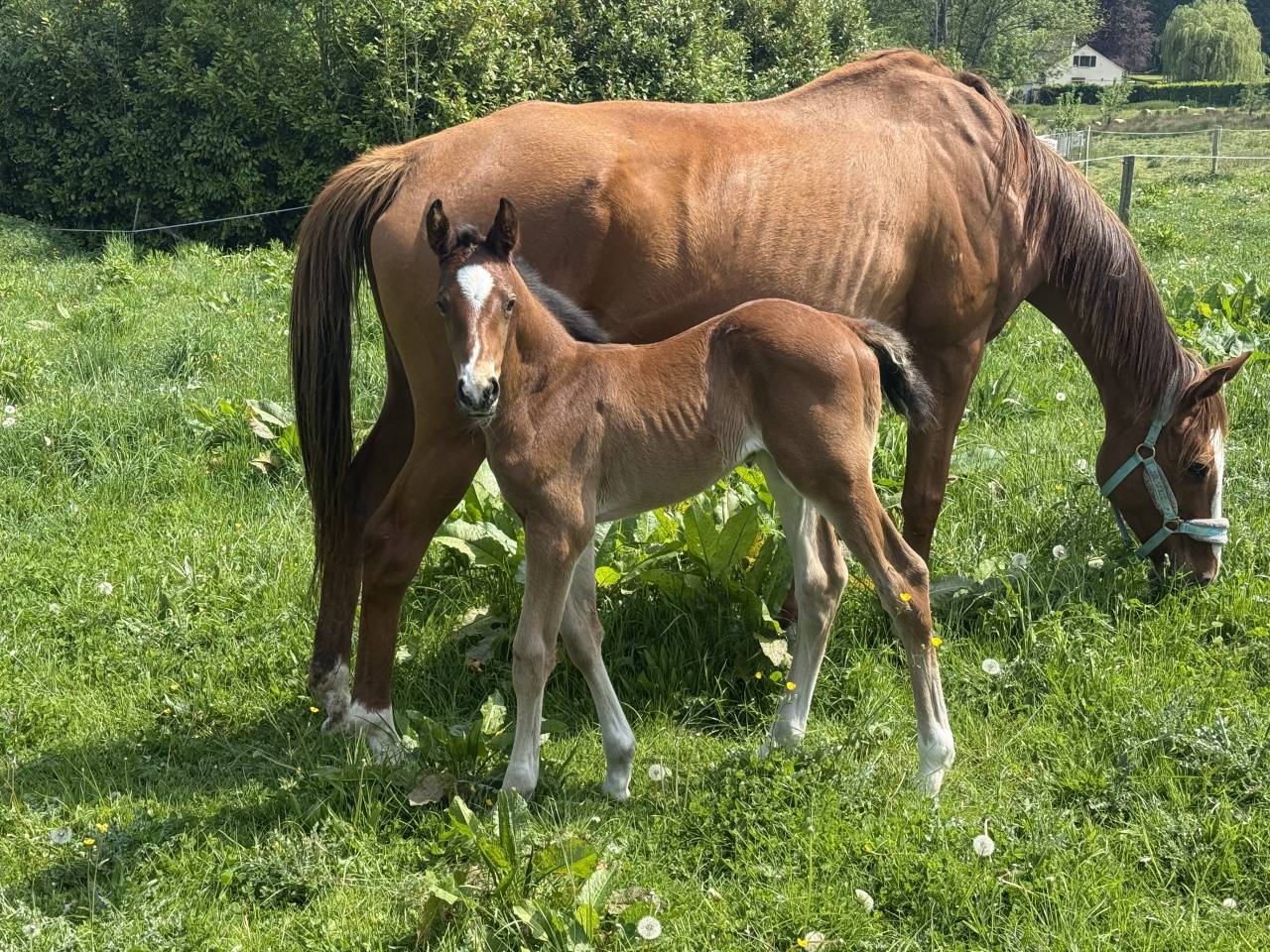 Poulain Qlassic X Qaprice Boismargot 