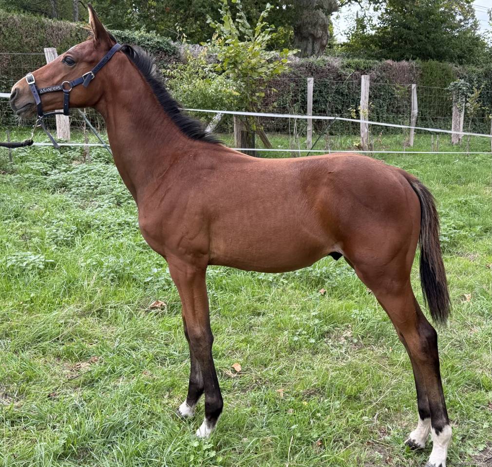 Poulain Qlassic X Qaprice Boismargot 