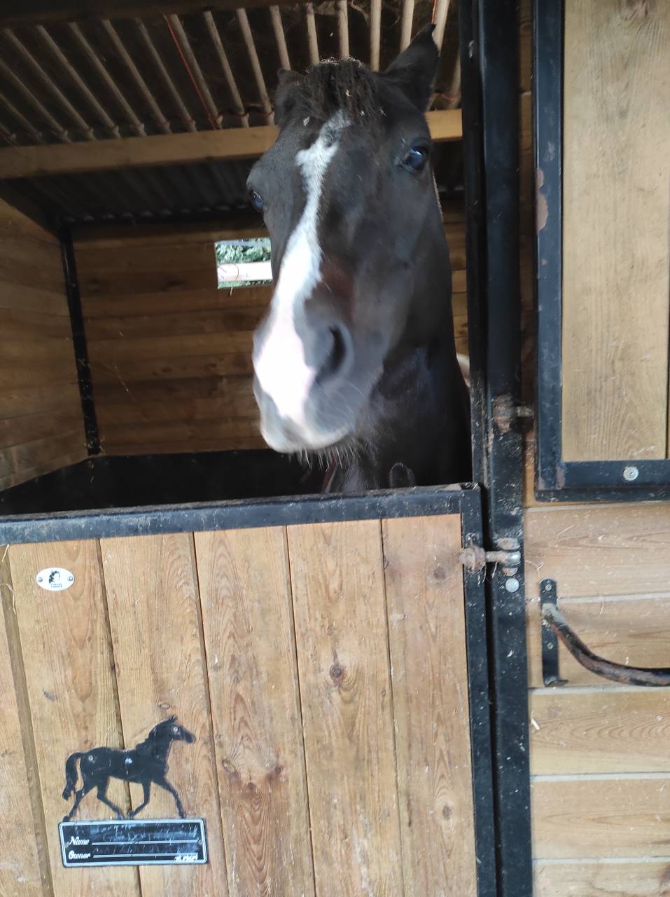Ponette Fran&ccedil;ais De Selle 