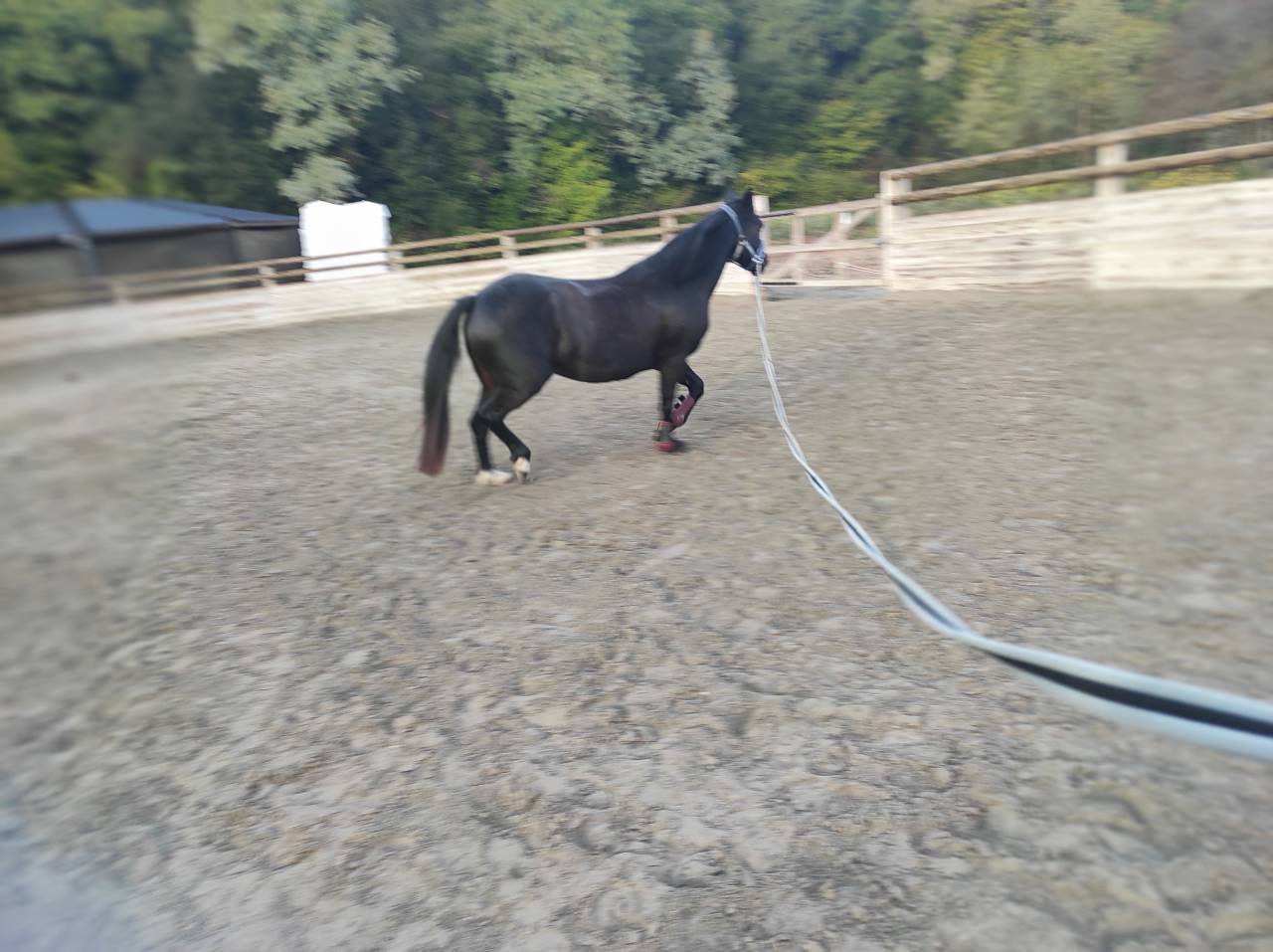 Ponette C Fran&ccedil;ais De Selle 