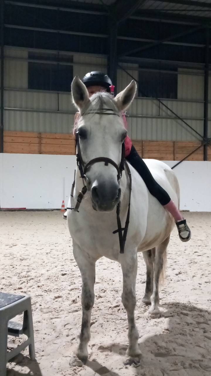 Ponette &agrave; vendre