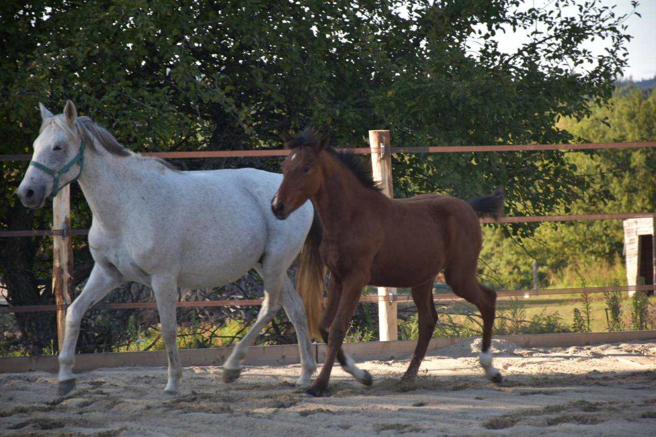 Poulain PFS