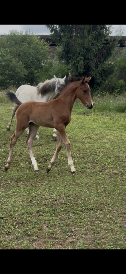 Poulain PFS