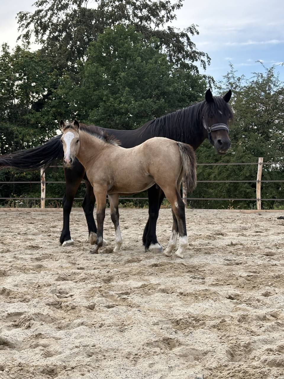 Poulain Welsh Cob 