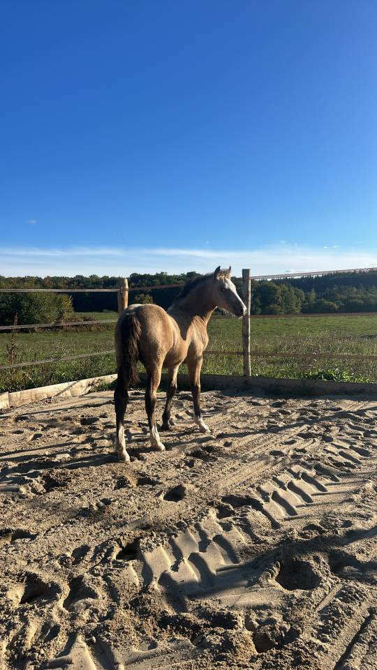 Poulain Welsh Cob 