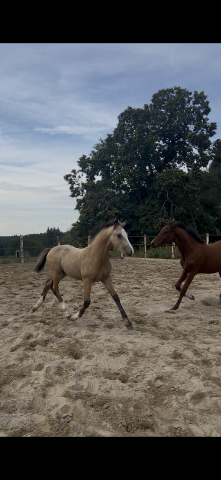 Poulain Welsh Cob 