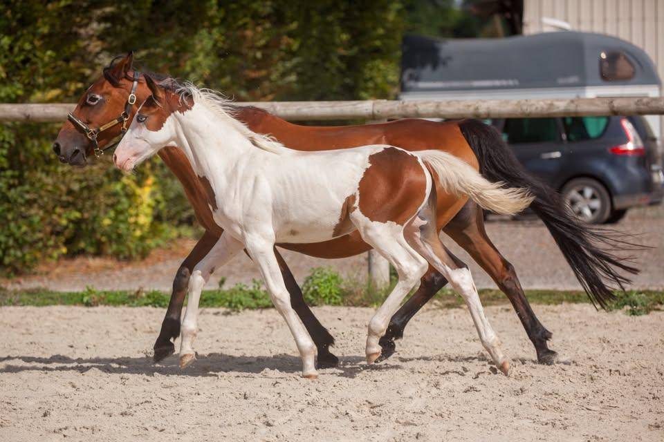 Magnifique et prometteur poulain Poney Fran&ccedil;ais de sell