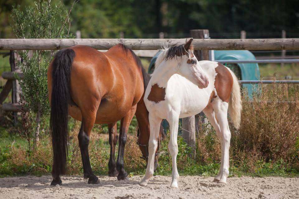 Magnifique et prometteur poulain Poney Fran&ccedil;ais de sell