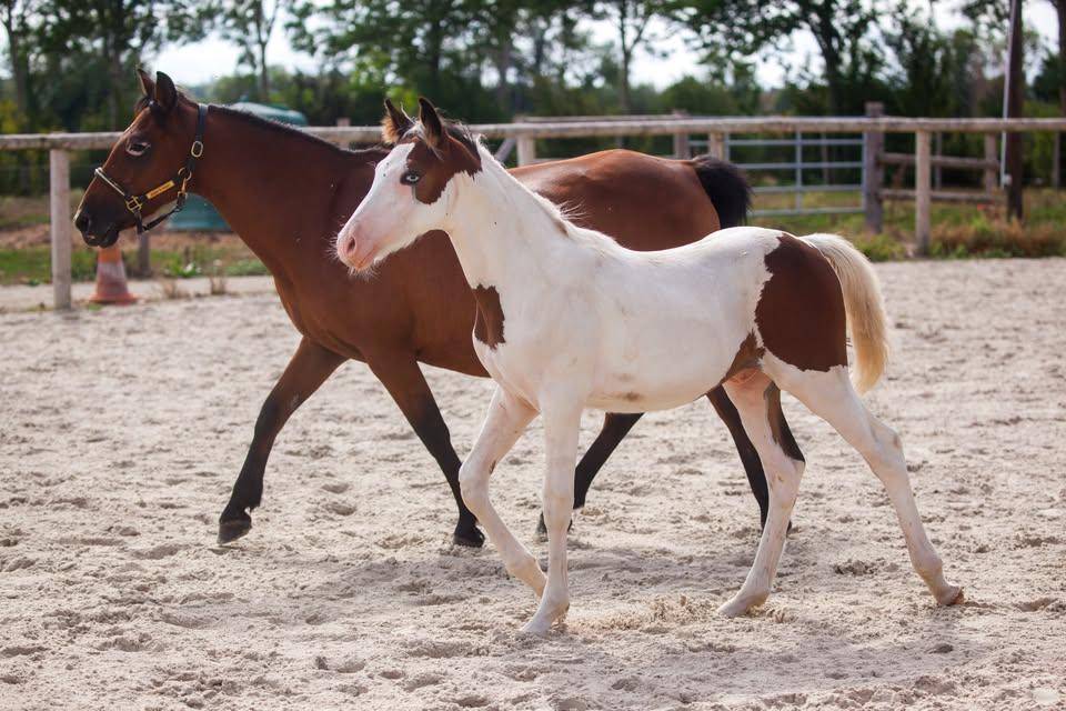 Magnifique et prometteur poulain Poney Fran&ccedil;ais de sell