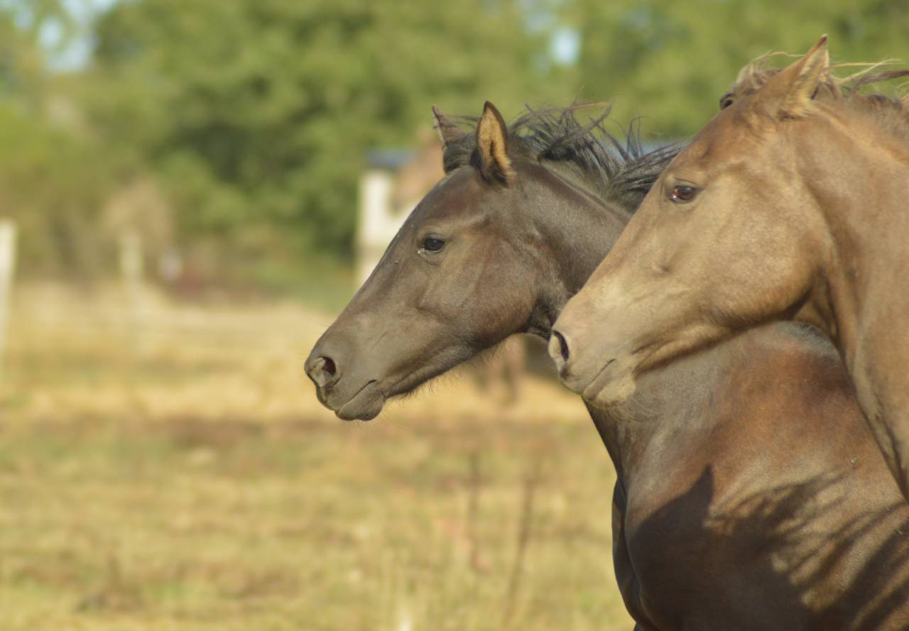 Pouliche smoky black Morgan horse X Frison