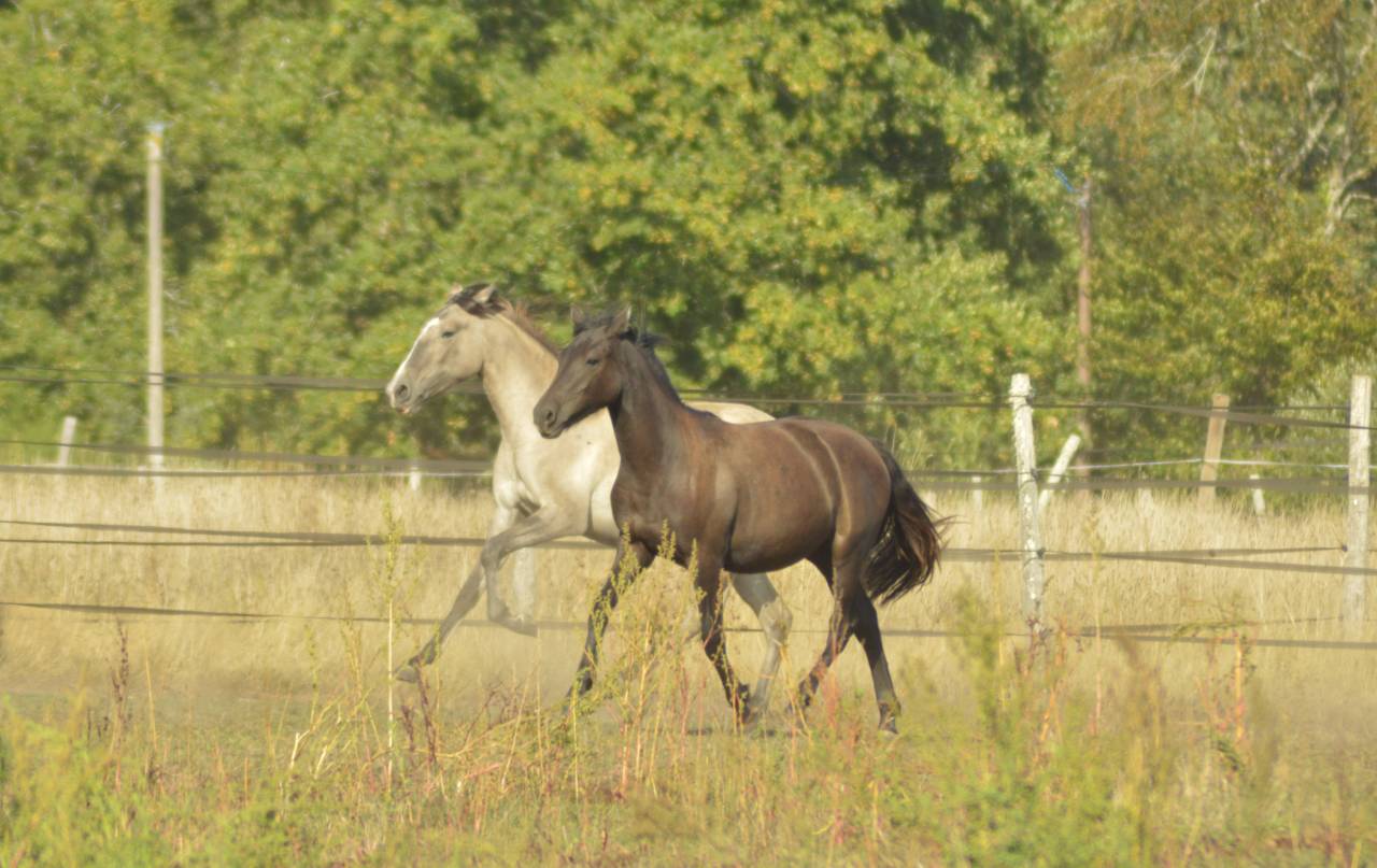 Pouliche smoky black Morgan horse X Frison