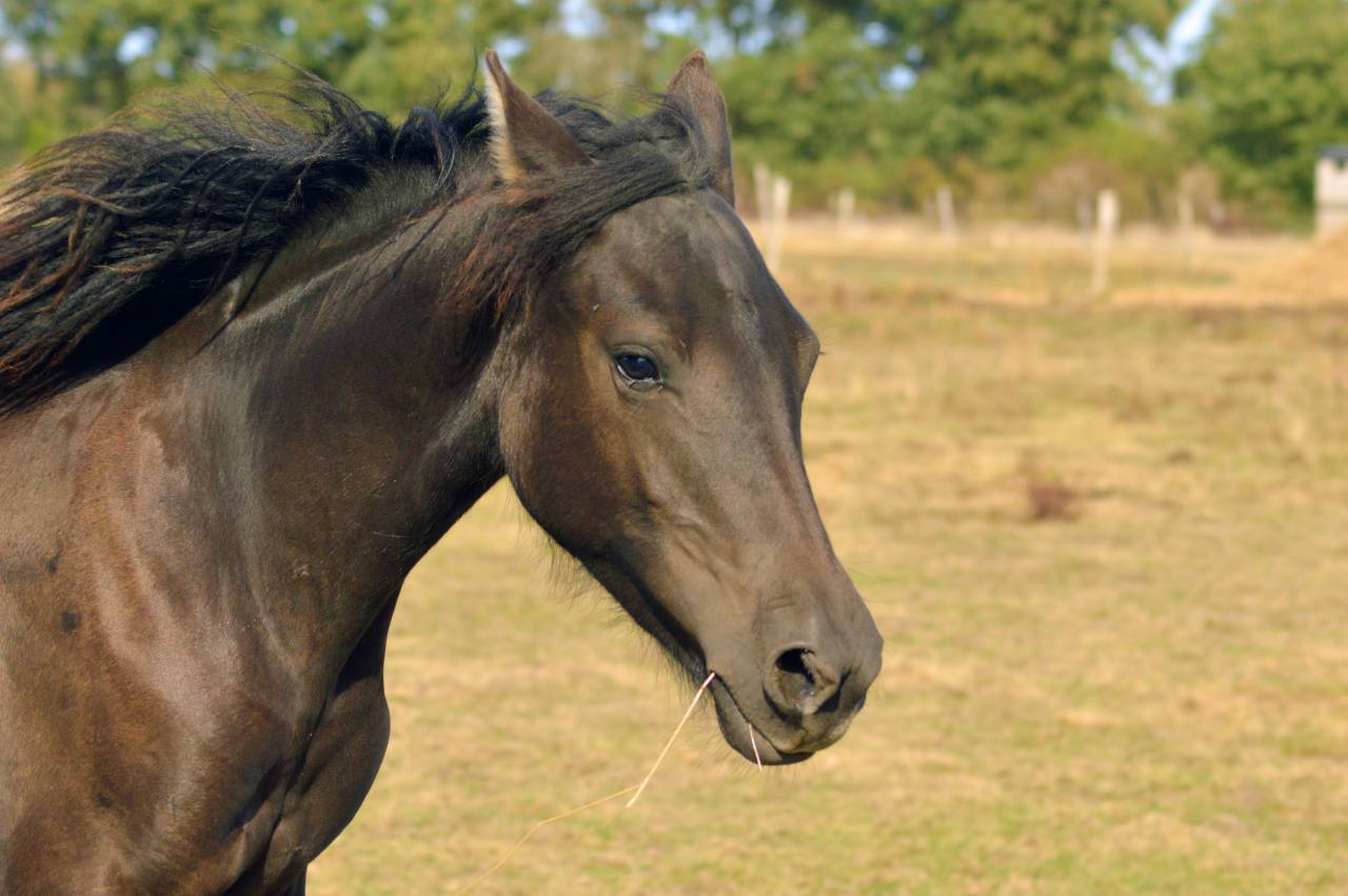 Pouliche smoky black Morgan horse X Frison
