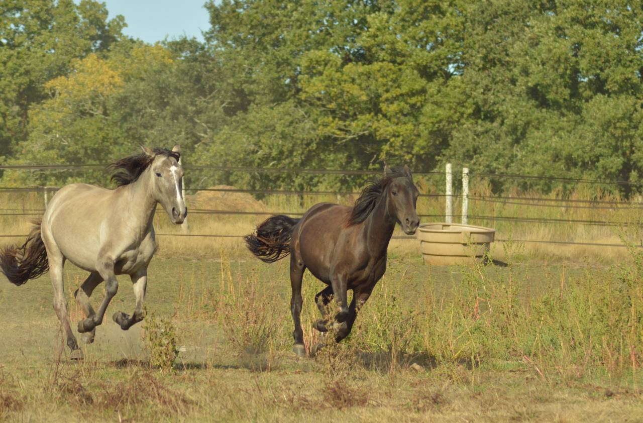 Pouliche smoky black Morgan horse X Frison