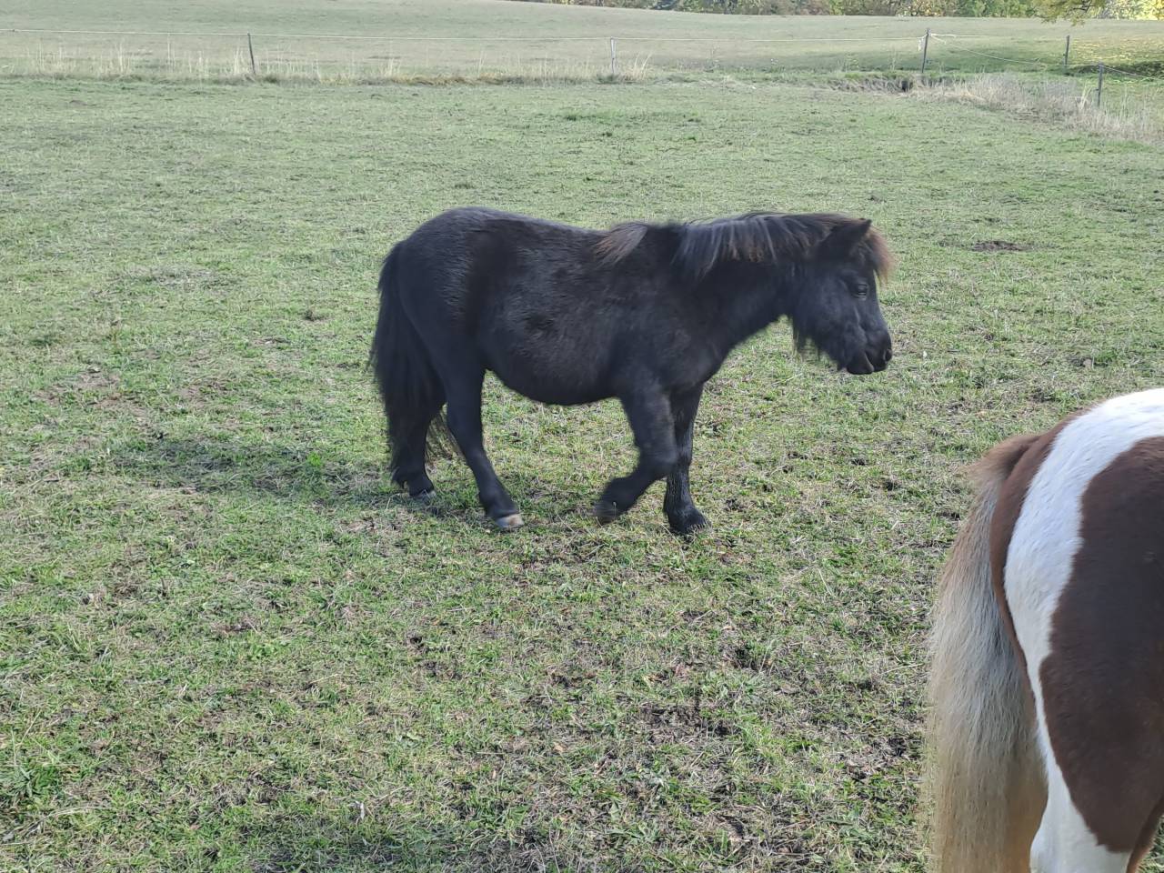Obiwan des desdiers poney oc