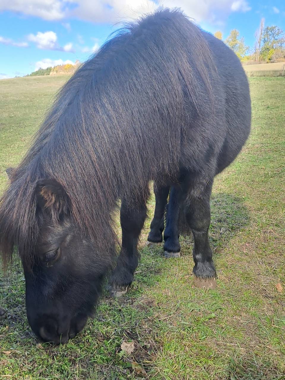 Obiwan des desdiers poney oc