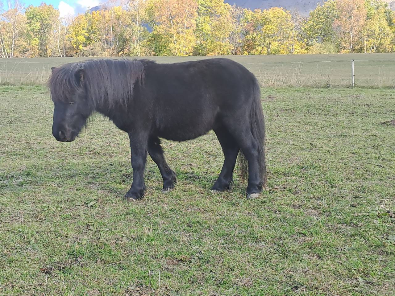 Obiwan des desdiers poney oc