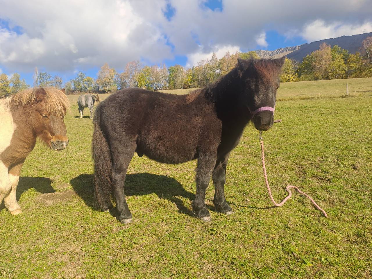 Obiwan des desdiers poney oc