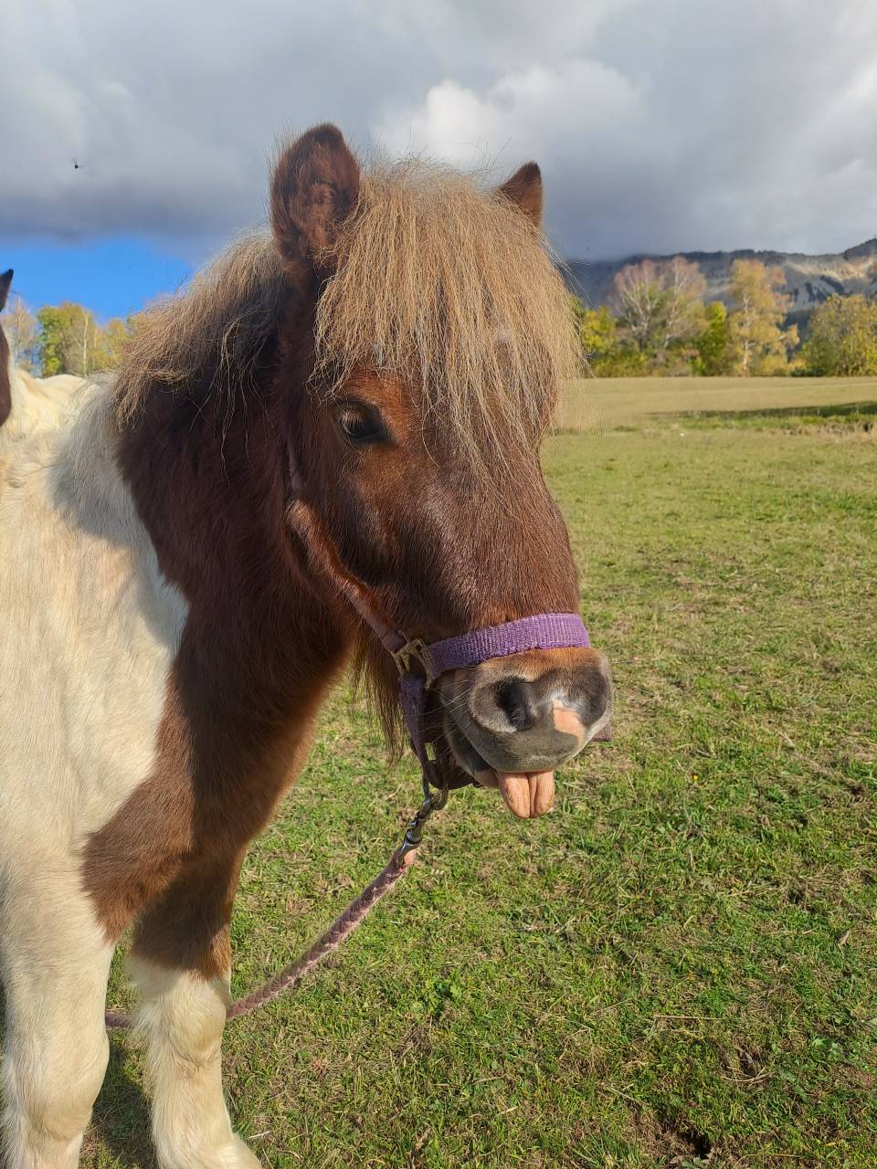 O'malley des desdiers poney OC