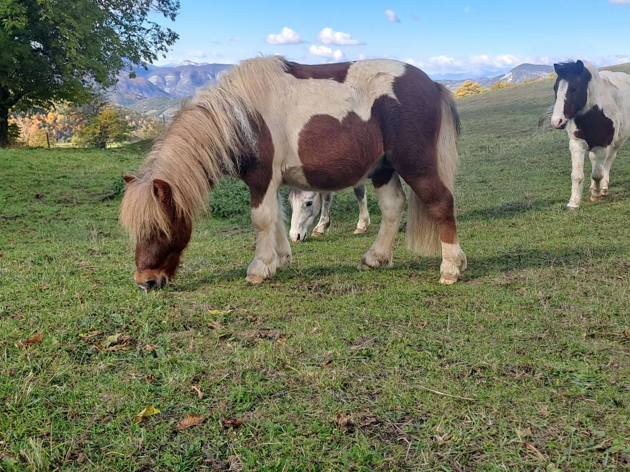 O'malley des desdiers poney OC