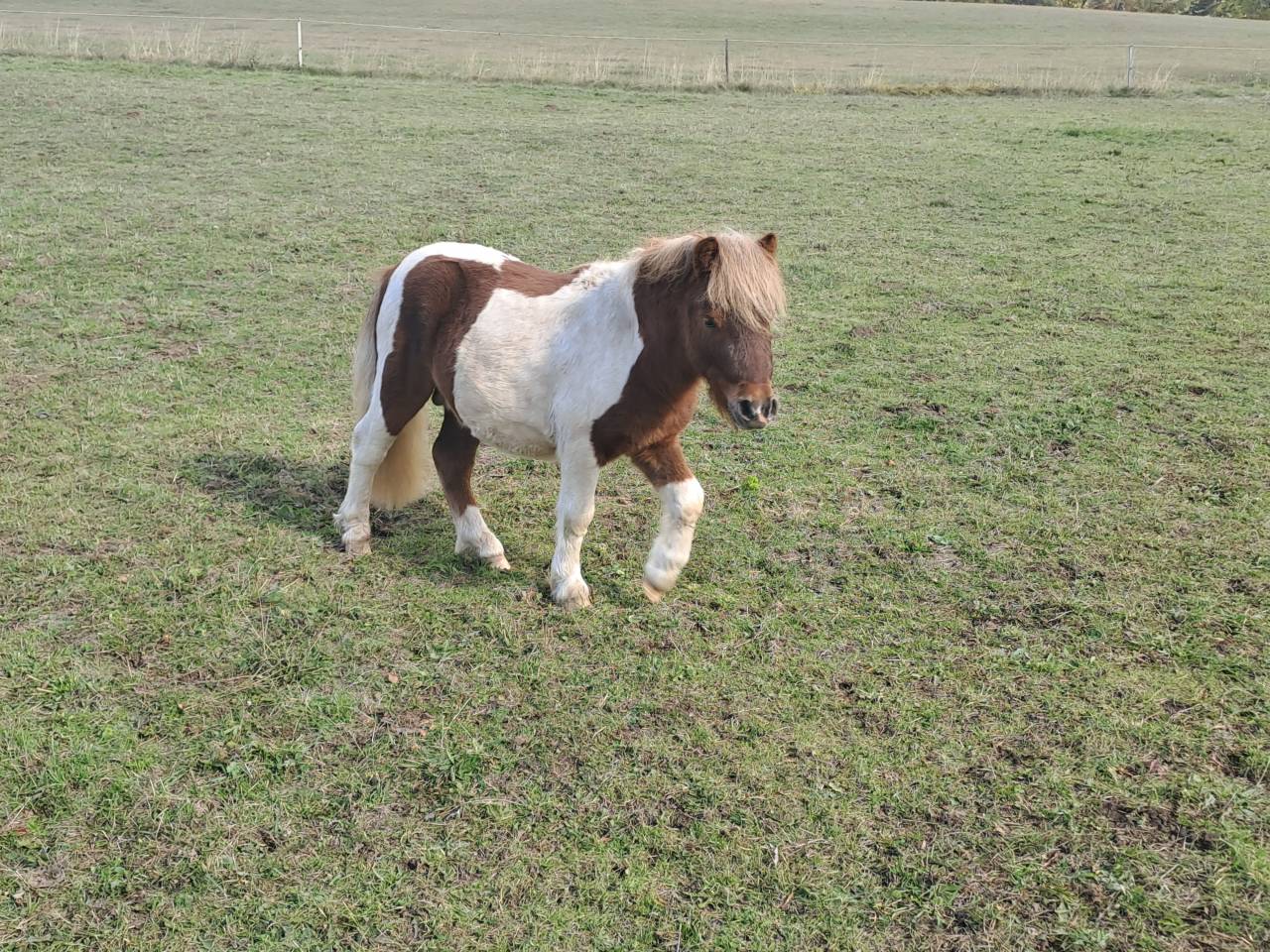 O'malley des desdiers poney OC
