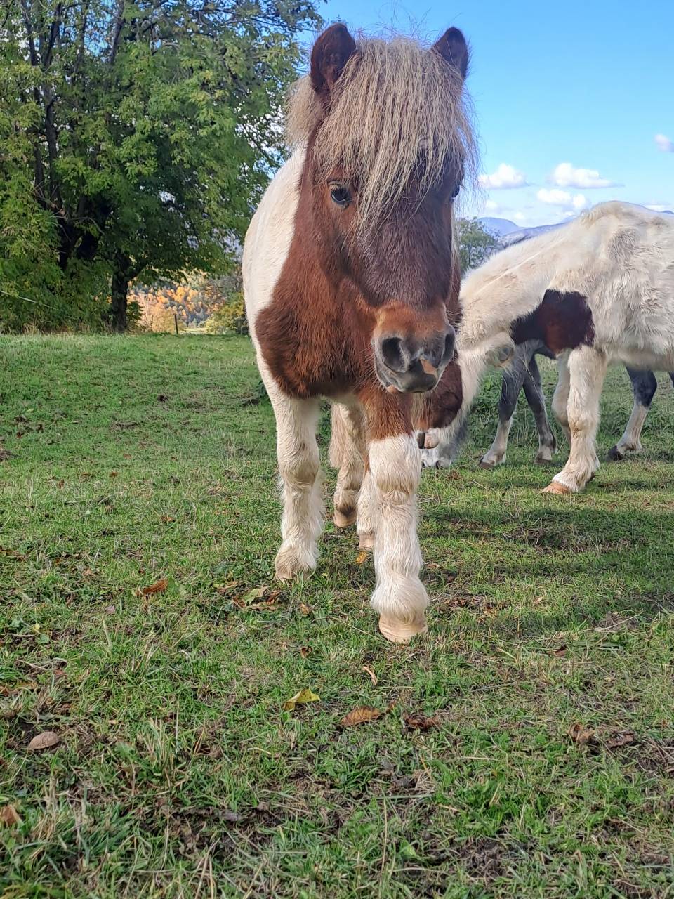 O'malley des desdiers poney OC