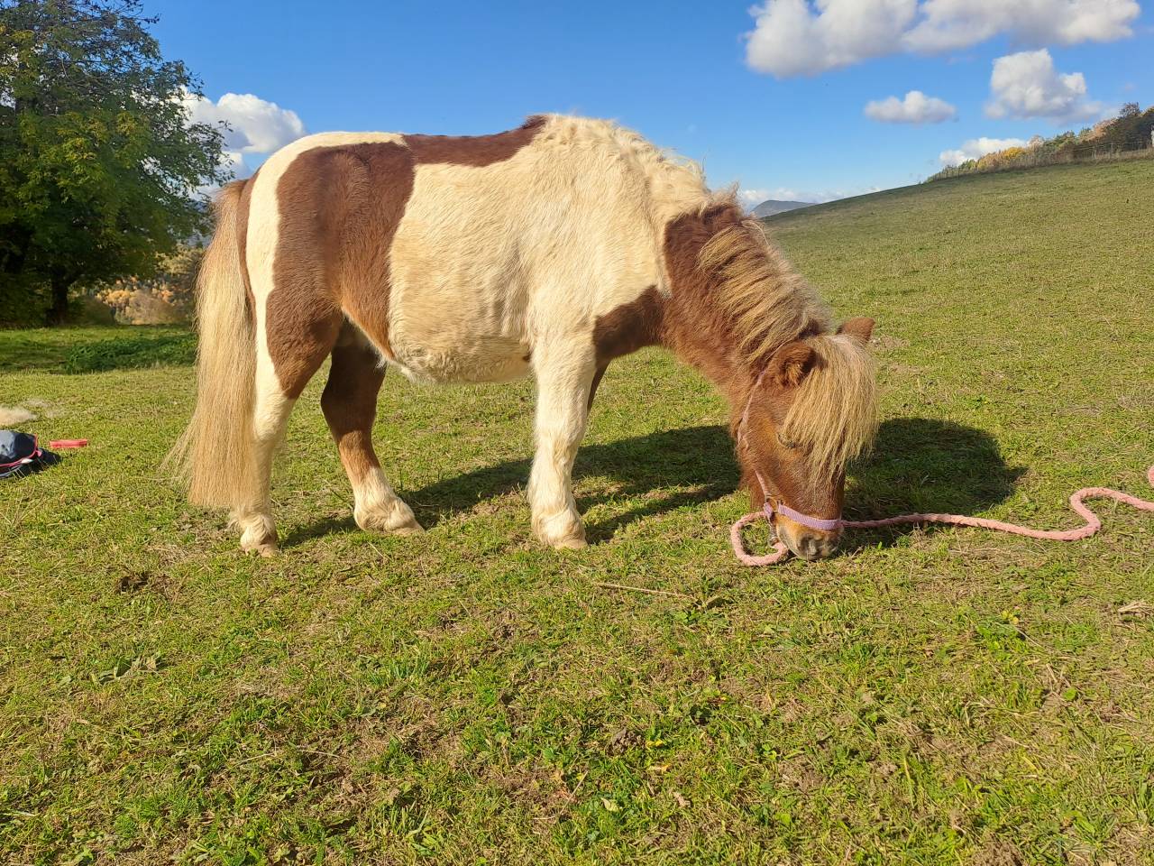 O'malley des desdiers poney OC