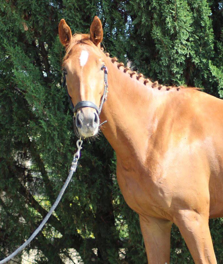 Cheval cso ideal amateur / cycle libre