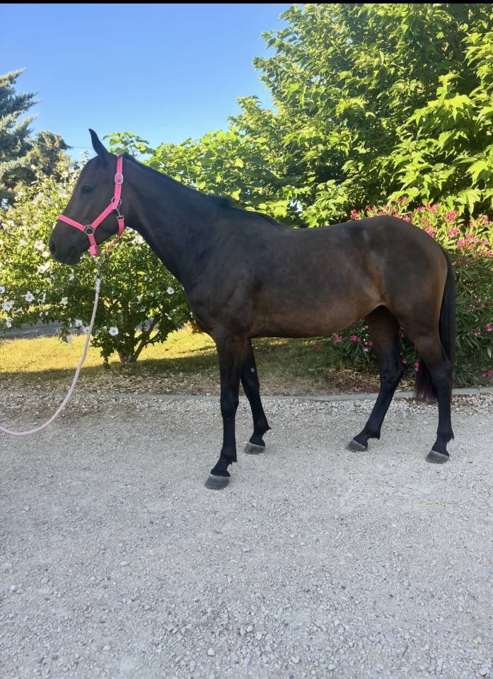 Poney D &agrave; vendre 