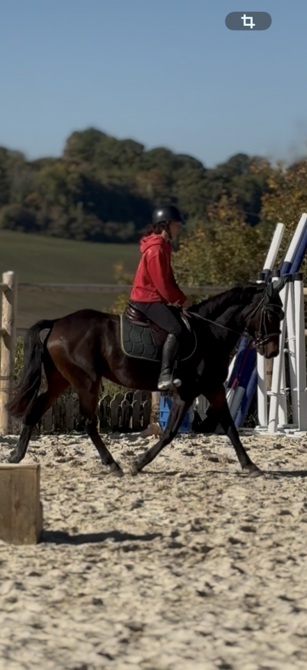 Poney D &agrave; vendre 