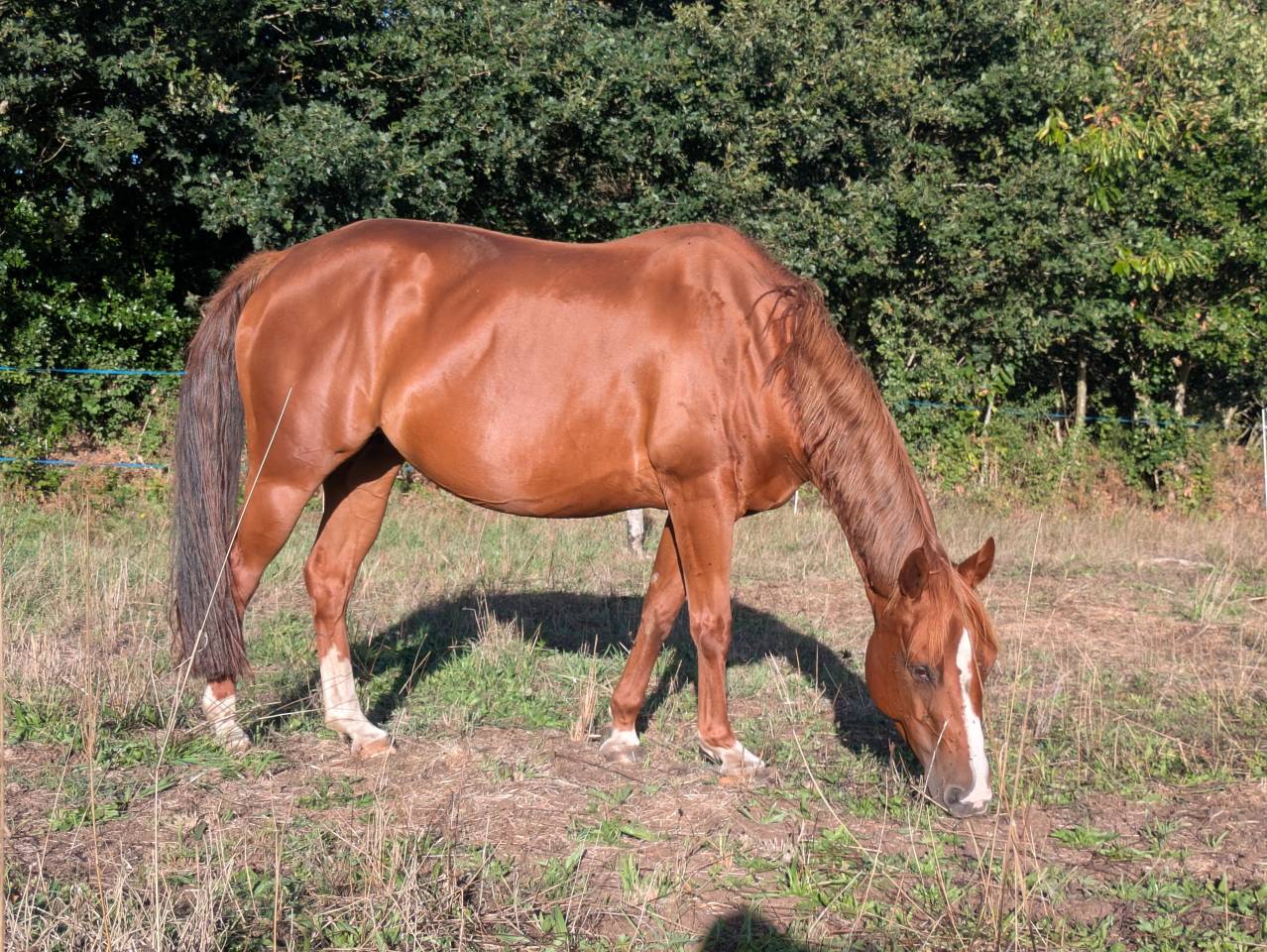 Poulini&egrave;re Quarter Horse
