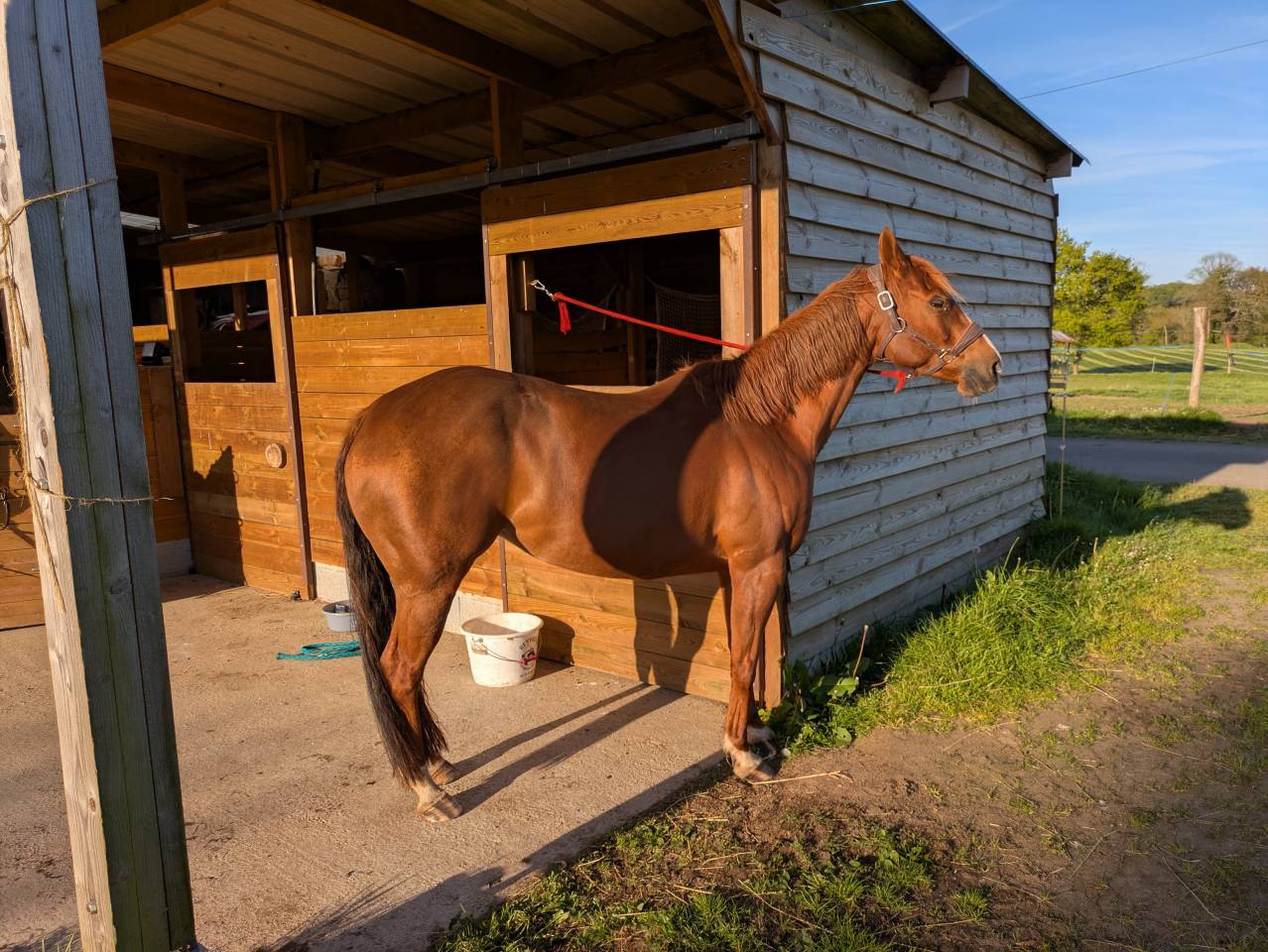 Poulini&egrave;re Quarter Horse