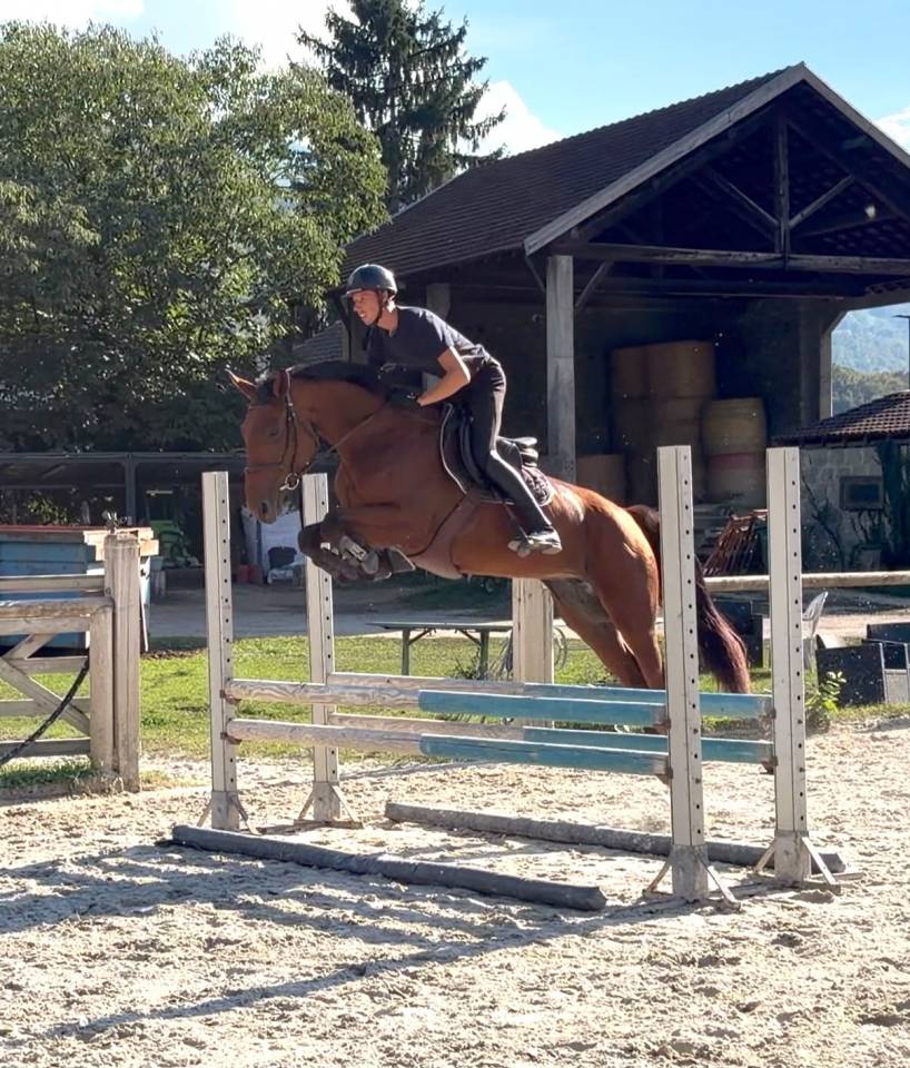 Jument 5 ans - Respect - Sang - Moyen Am Elite