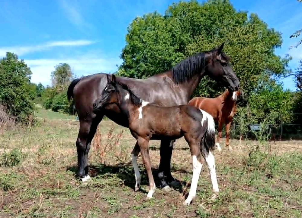 foal pie PP sport et jument SF noire 4 ans