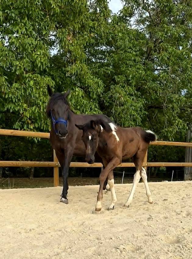 foal pie PP sport et jument SF noire 4 ans