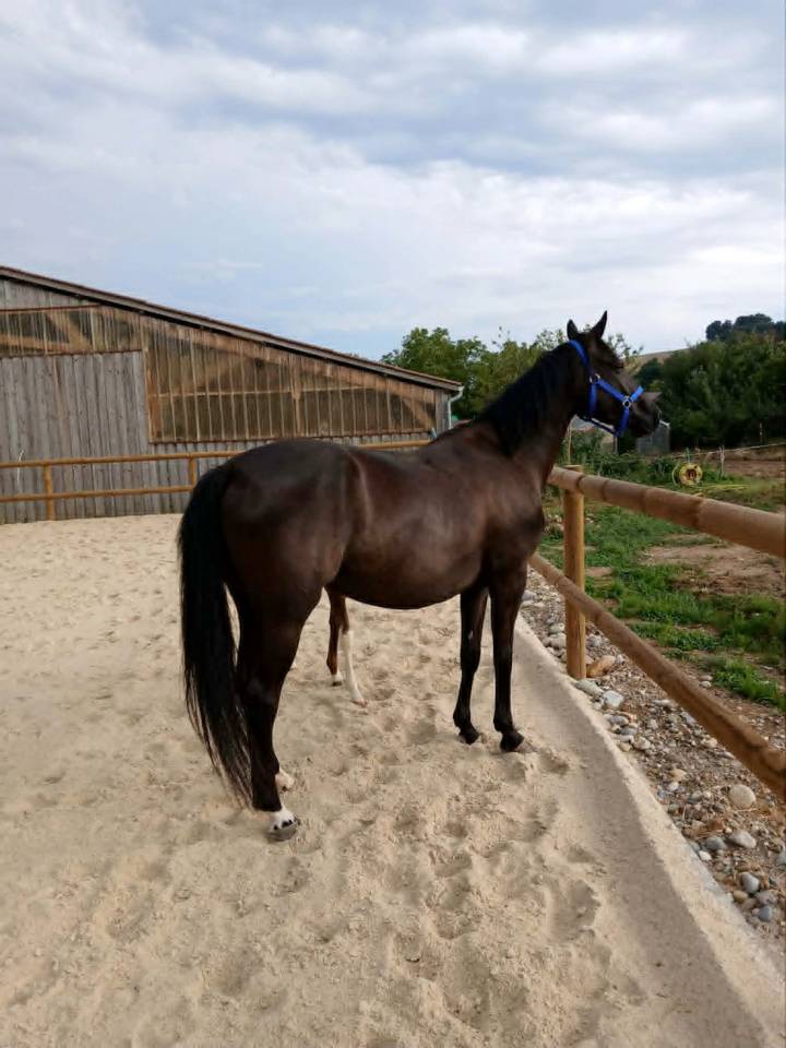 foal pie PP sport et jument SF noire 4 ans
