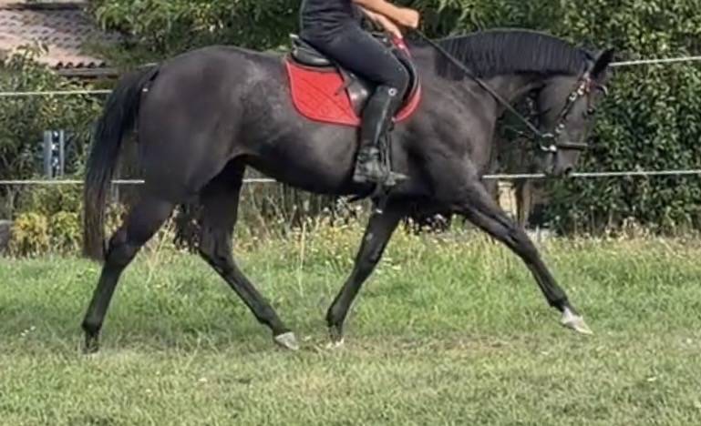 Ponette 1m49 3 ans pp