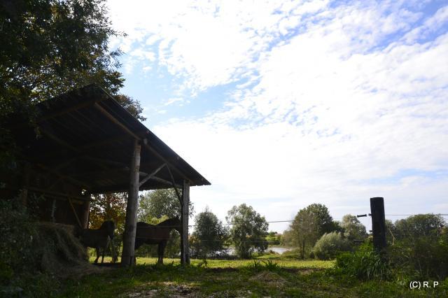 Pension pour chevaux dans le JURA à Balaiseaux