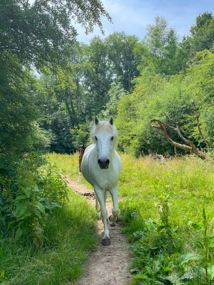 Pension chevaux - Association la randonn&eacute;e (77)
