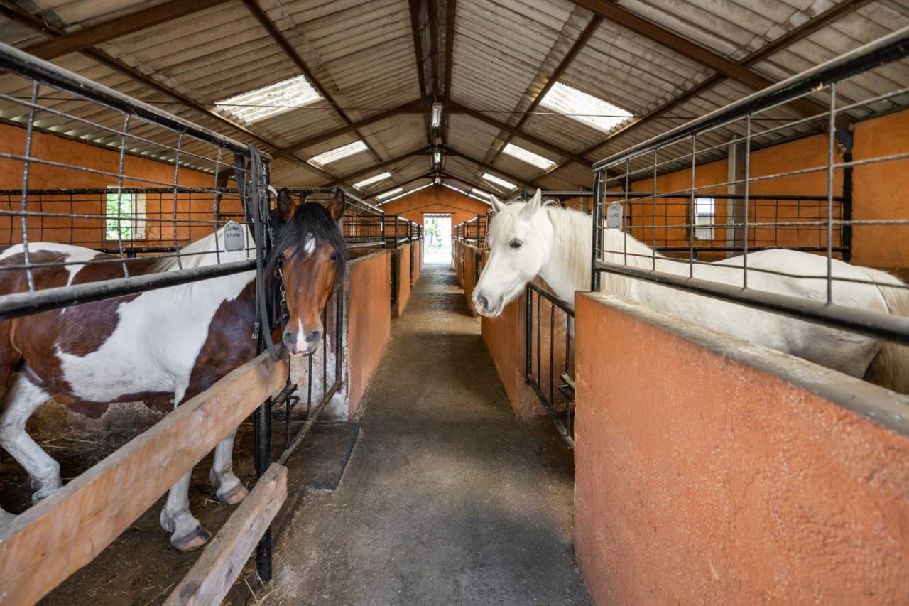 Pension chevaux - Association la randonn&eacute;e (77)