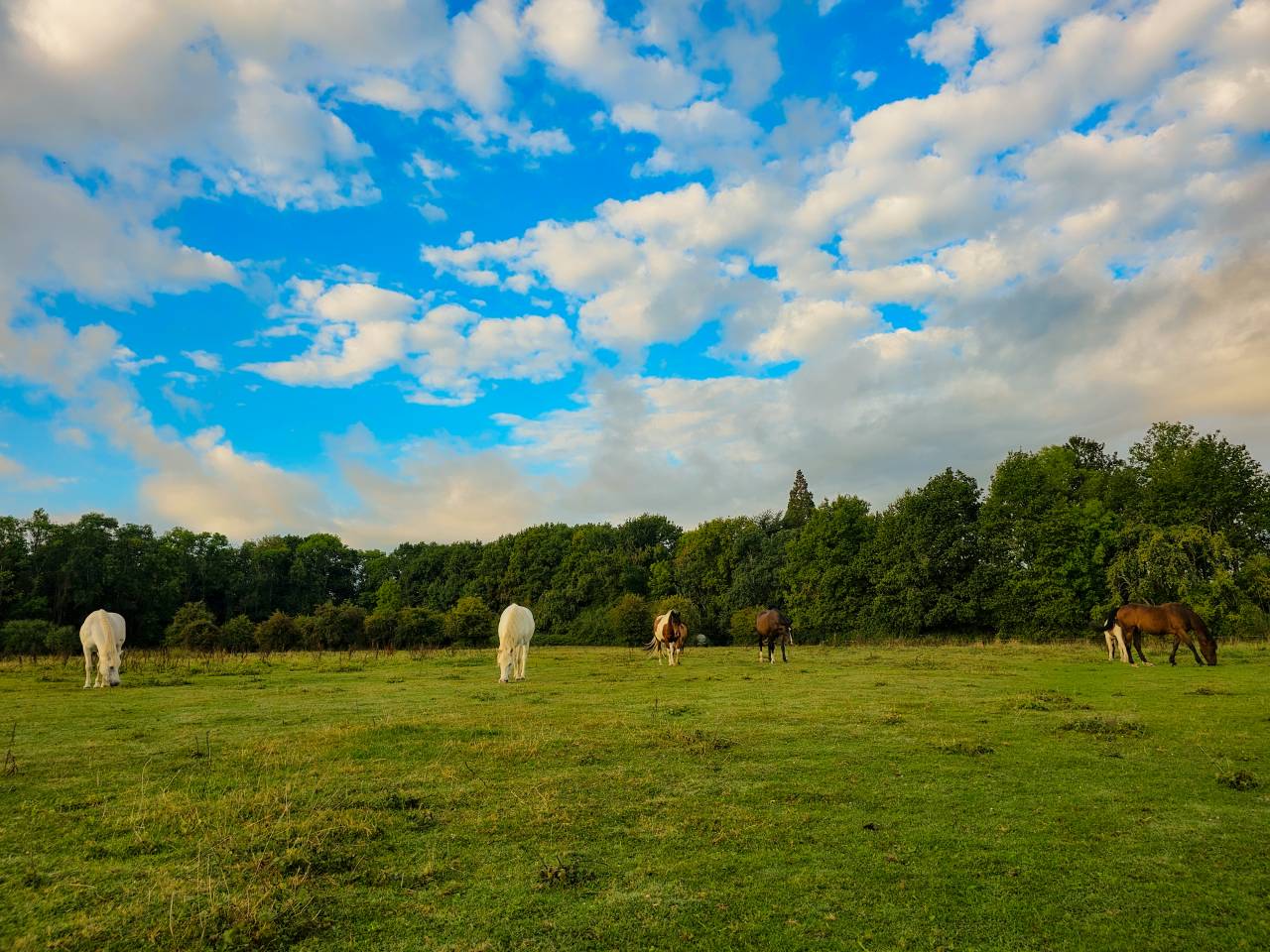 Pension chevaux - Association la randonn&eacute;e (77)