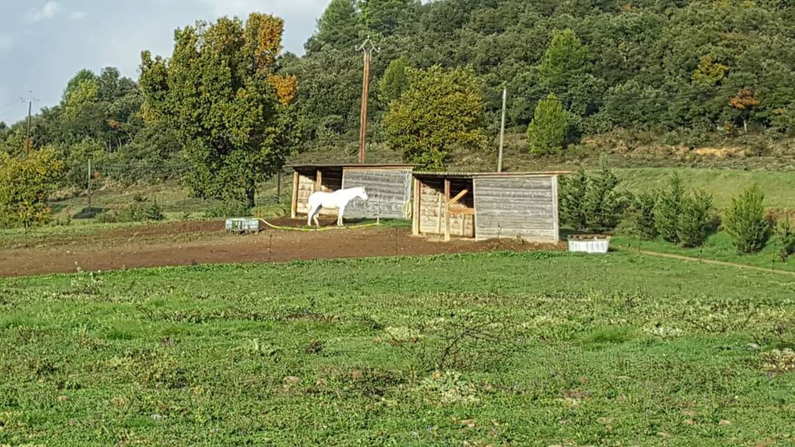 Ecurie Bastide de Castel - Thera Animalis