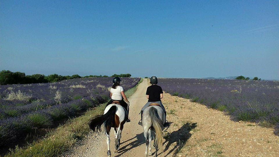 Ecurie Bastide de Castel - Thera Animalis