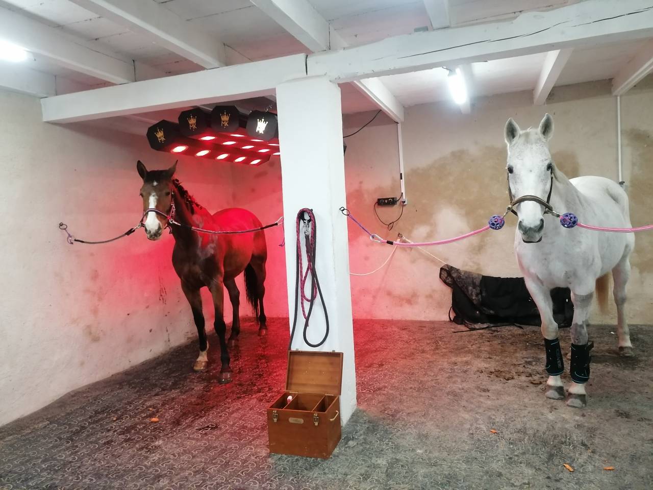 Ecurie Bastide de Castel - Thera Animalis